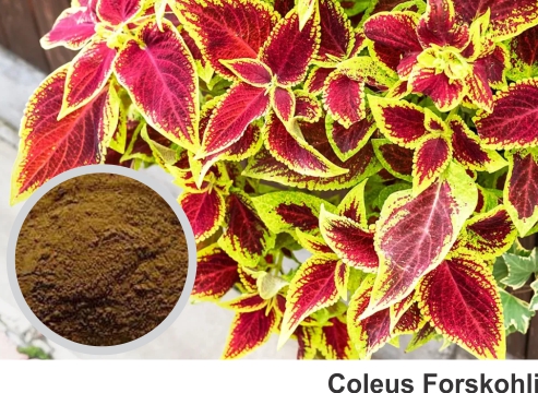 Praksons Botanical/Herbal Extracts Coleus Forskohli Extract